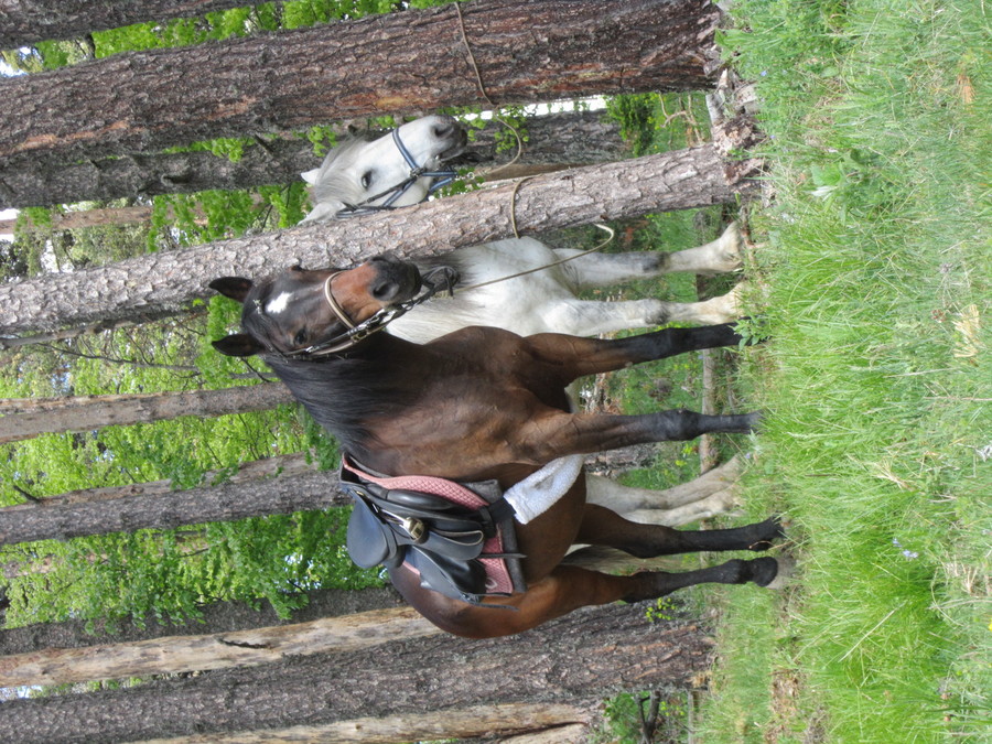 Езда в парк Мурсалица