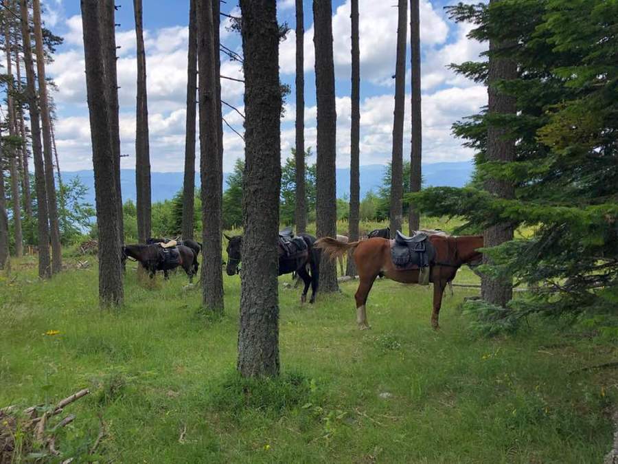 Езда в Царството на Орфей